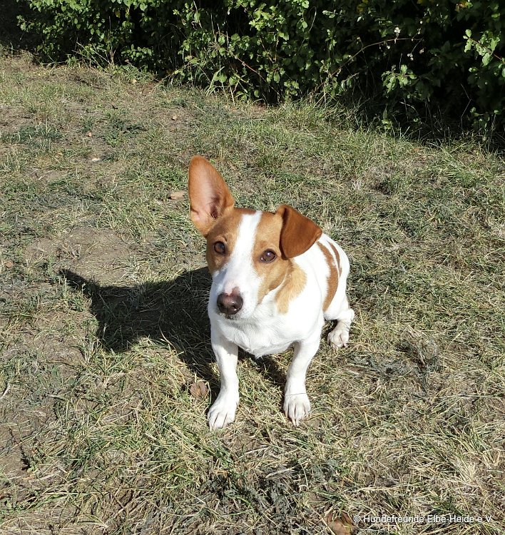 Buddy, Jack Russell