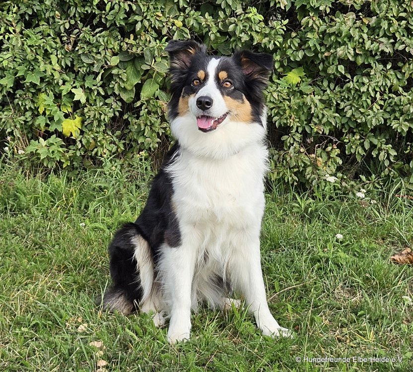 Chiva, Australian Shepherd