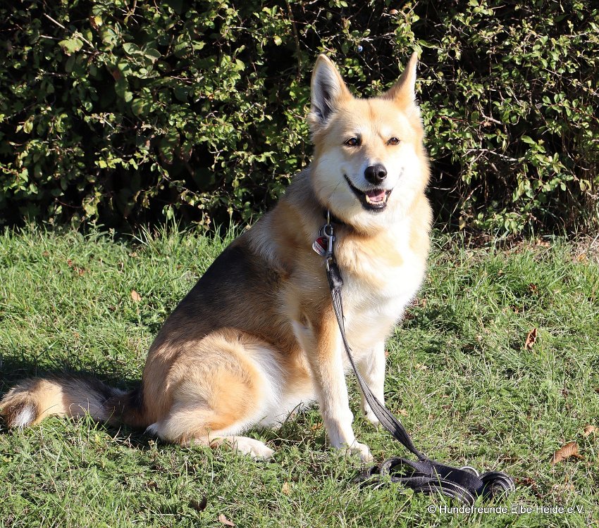 Cora, Schäferhund-Mix