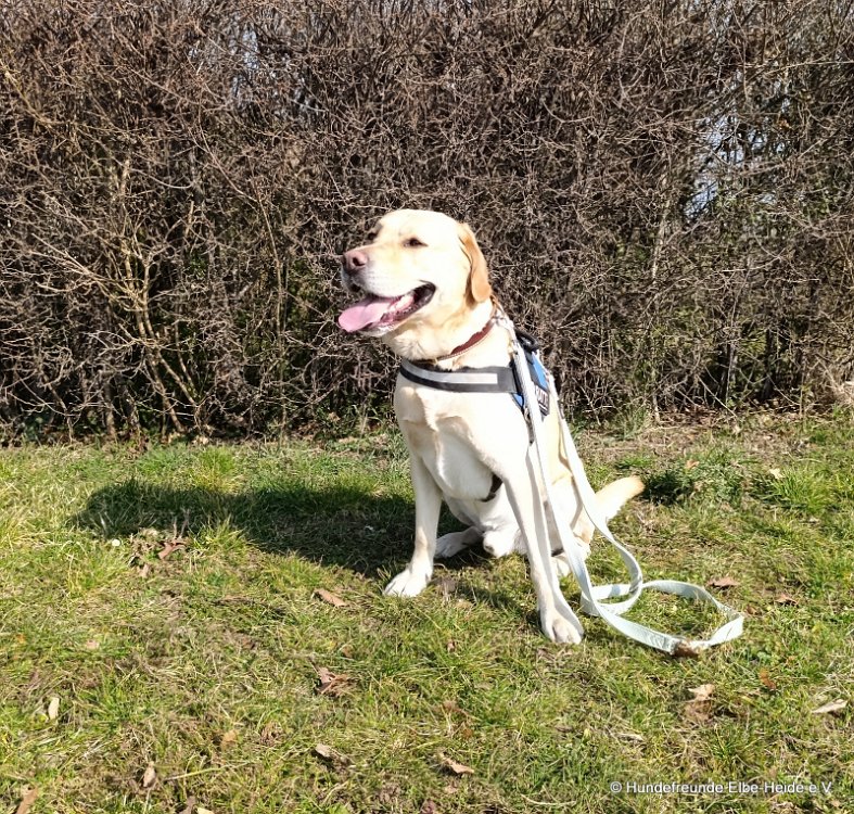 Eddie, Labrador