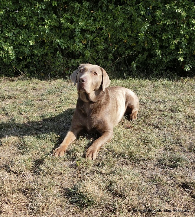 Evi, Labrador