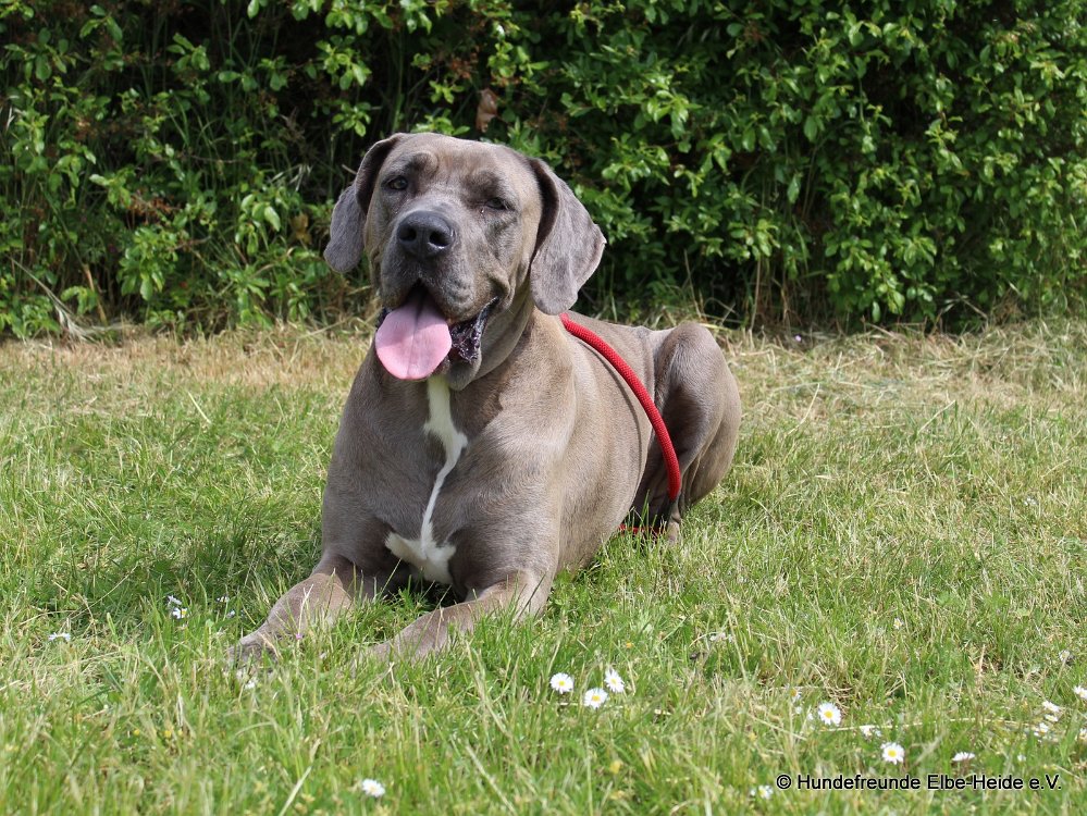 Inge, Deutsche Dogge