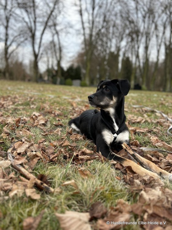 Lola, Erdélyi Kopó