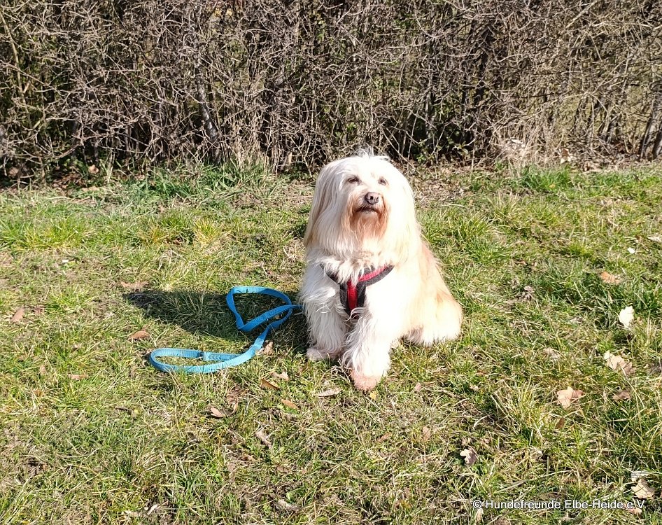 Lotte, Mischling