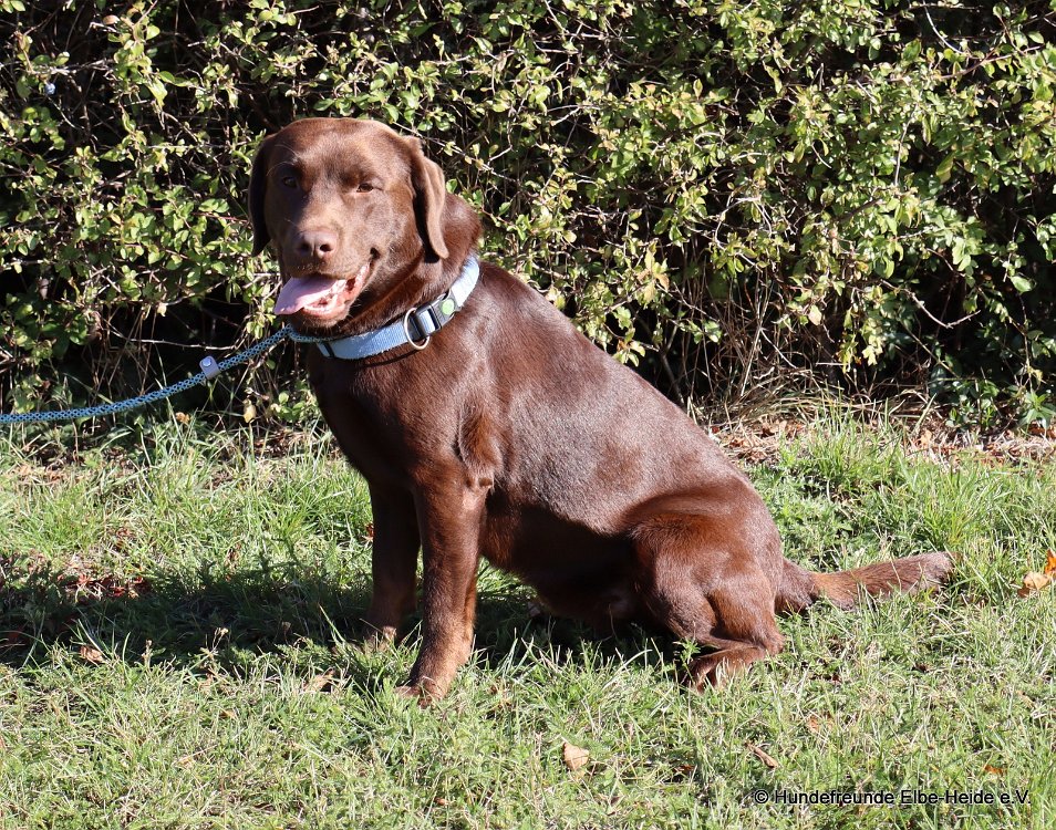 Magnus, Labrador