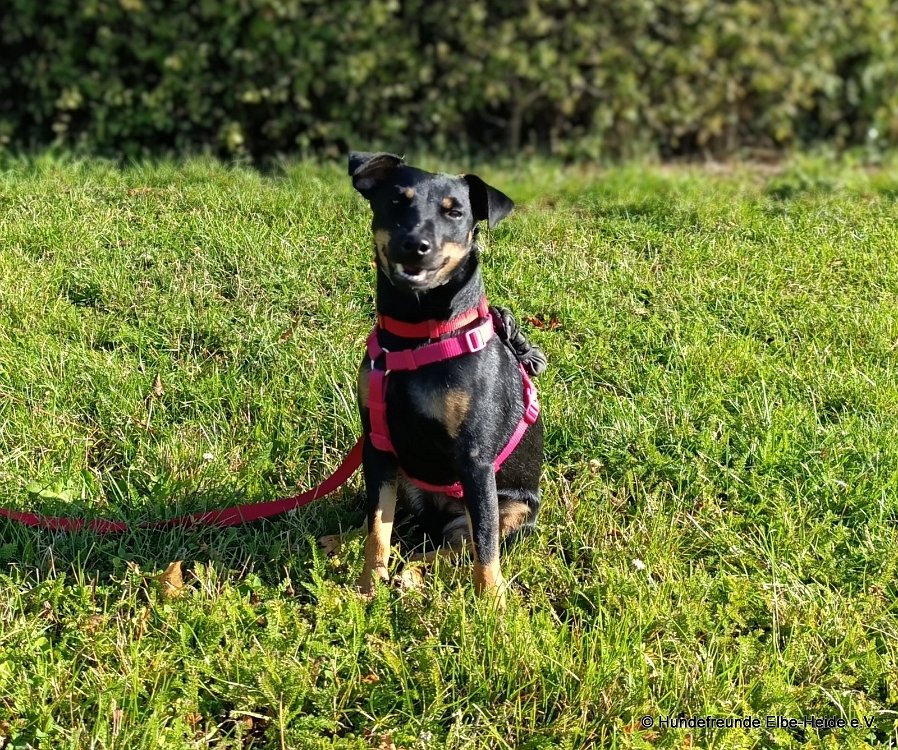 Nala, Jack Russell-Mix