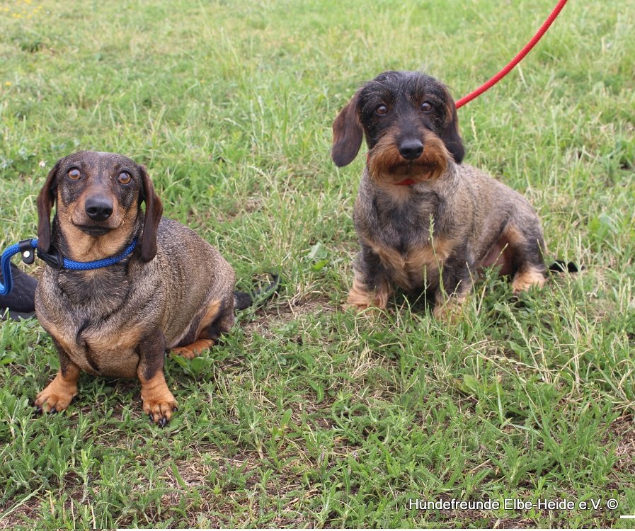 Oona und Tilda, Dackel