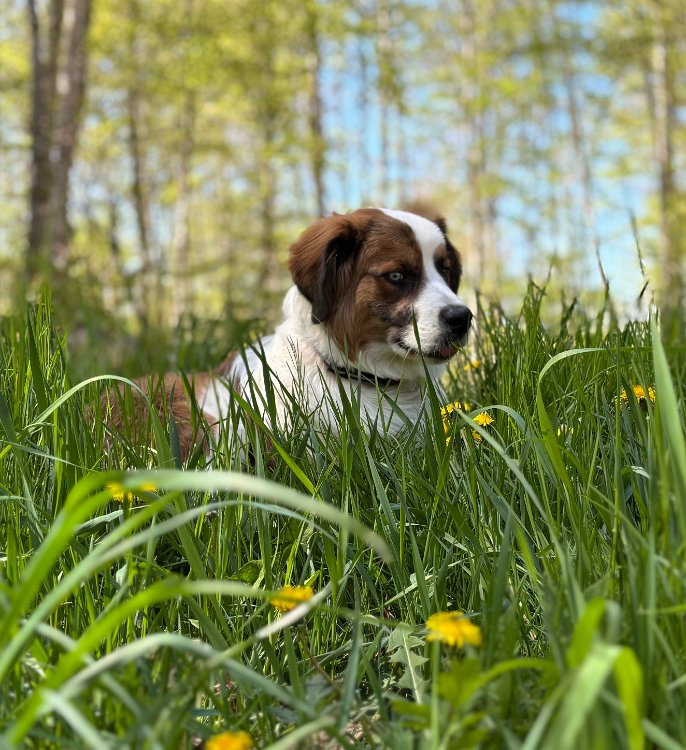 Venom, Australian Shepherd-Bernhardiner-Mix