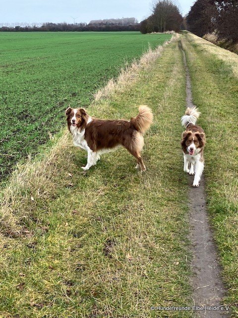 Wilma & Rudi, Australian Shepherds