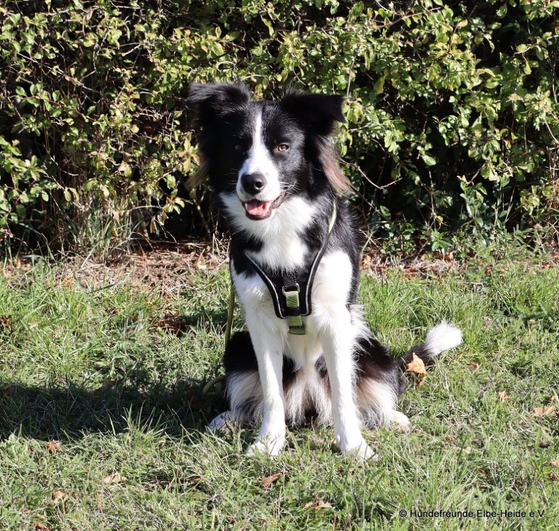 Yuki, Border Collie