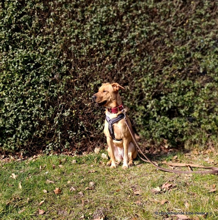 Yuna, Shar-Pei-Border-Mix