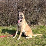 Balu, Malinois