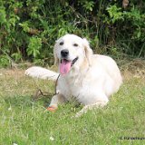 Bella, Golden Retriever