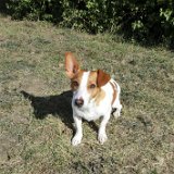 Buddy, Jack Russell