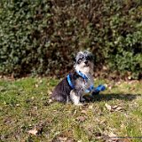 Chase, Prager Rattler-Mix