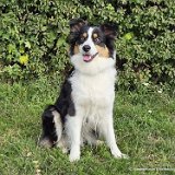 Chiva, Australian Shepherd