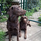 Cinny u. Magnus, Labrador