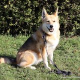 Cora, Schäferhund-Mix