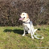 Eddie, Labrador