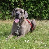 Inge, Deutsche Dogge