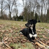 Lola, Erdélyi Kopó