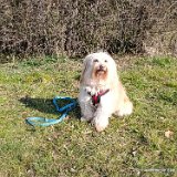Lotte, Mischling