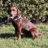 Magnus, Labrador