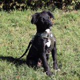 Moppy, Mischling