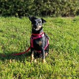 Nala, Jack Russell-Mix