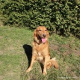 Ole, Retriever-Bordercollie-Mix