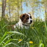 Venom, Australian Shepherd-Bernhardiner-Mix