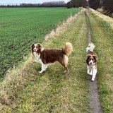 Wilma & Rudi, Australian Shepherds