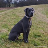 Wilma, Cane Corso