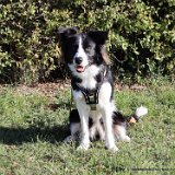 Yuki, Border Collie